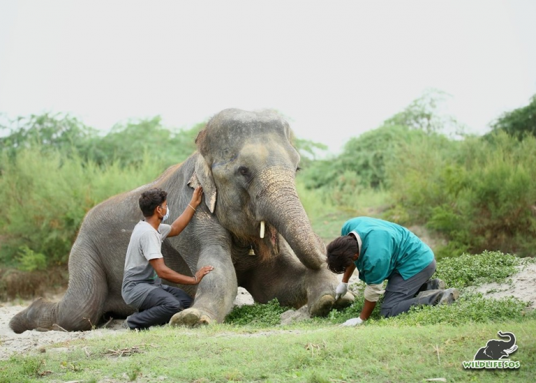 Измученная слониха пришла поближе к людям, чтобы ей помогли