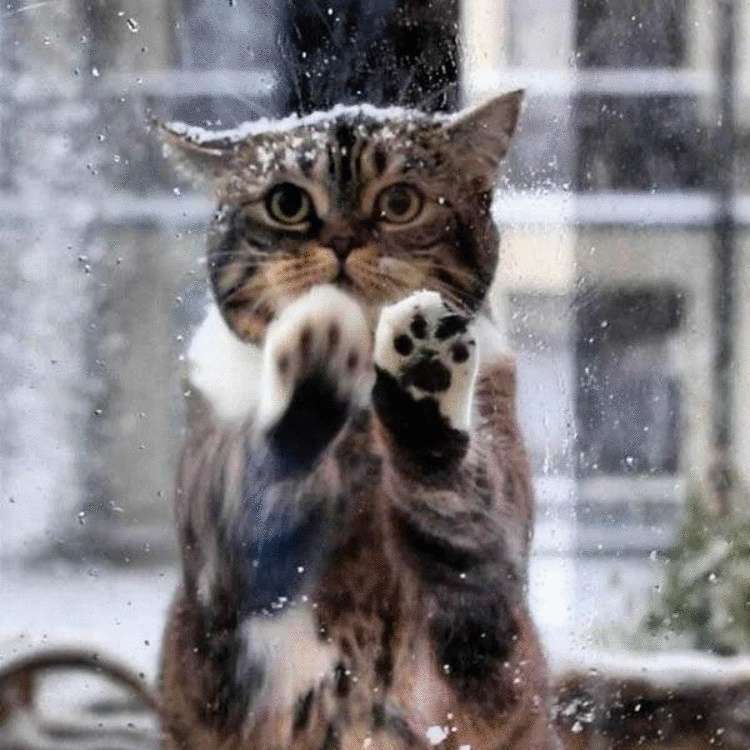 Кошка обратилась за помощью к людям ради замерзающих котят