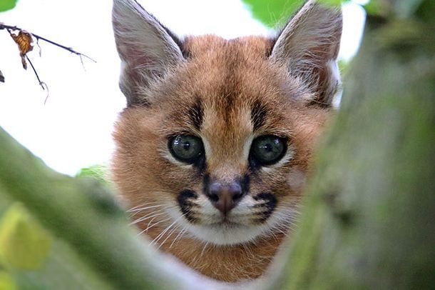 Самые красивые и прекрасные кошки на планете породы дикий Каракал