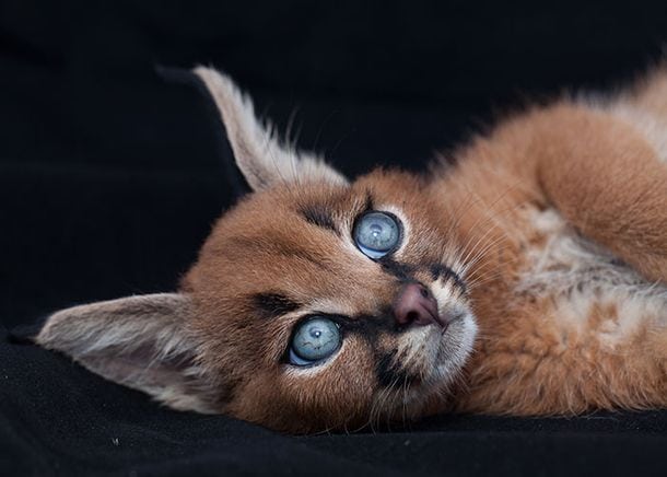 Самые красивые и прекрасные кошки на планете породы дикий Каракал
