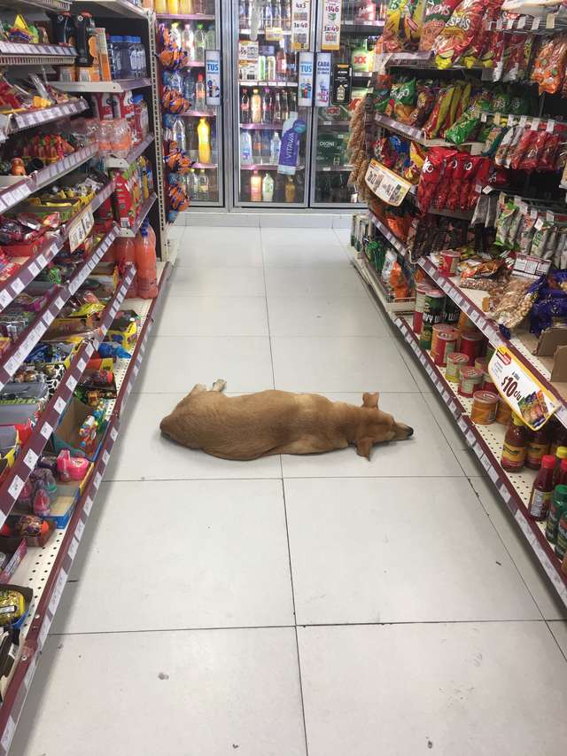 пес в магазине
