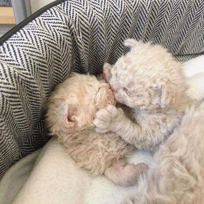 KÄ±vÄ±rcÄ±k tÃ¼ylÃ¼ Selkirk Rex kedileri Instagram'Ä±n yeni fenomenleri