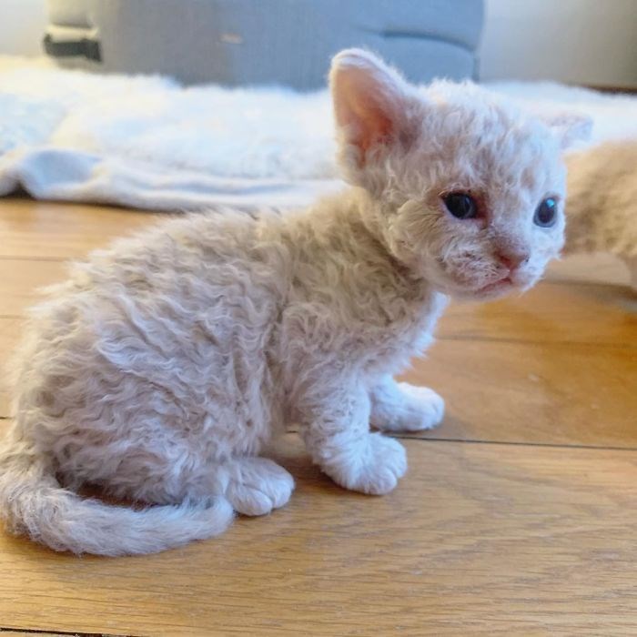 Kıvırcık tüylü Selkirk Rex kedileri Instagram'ın yeni fenomenleri