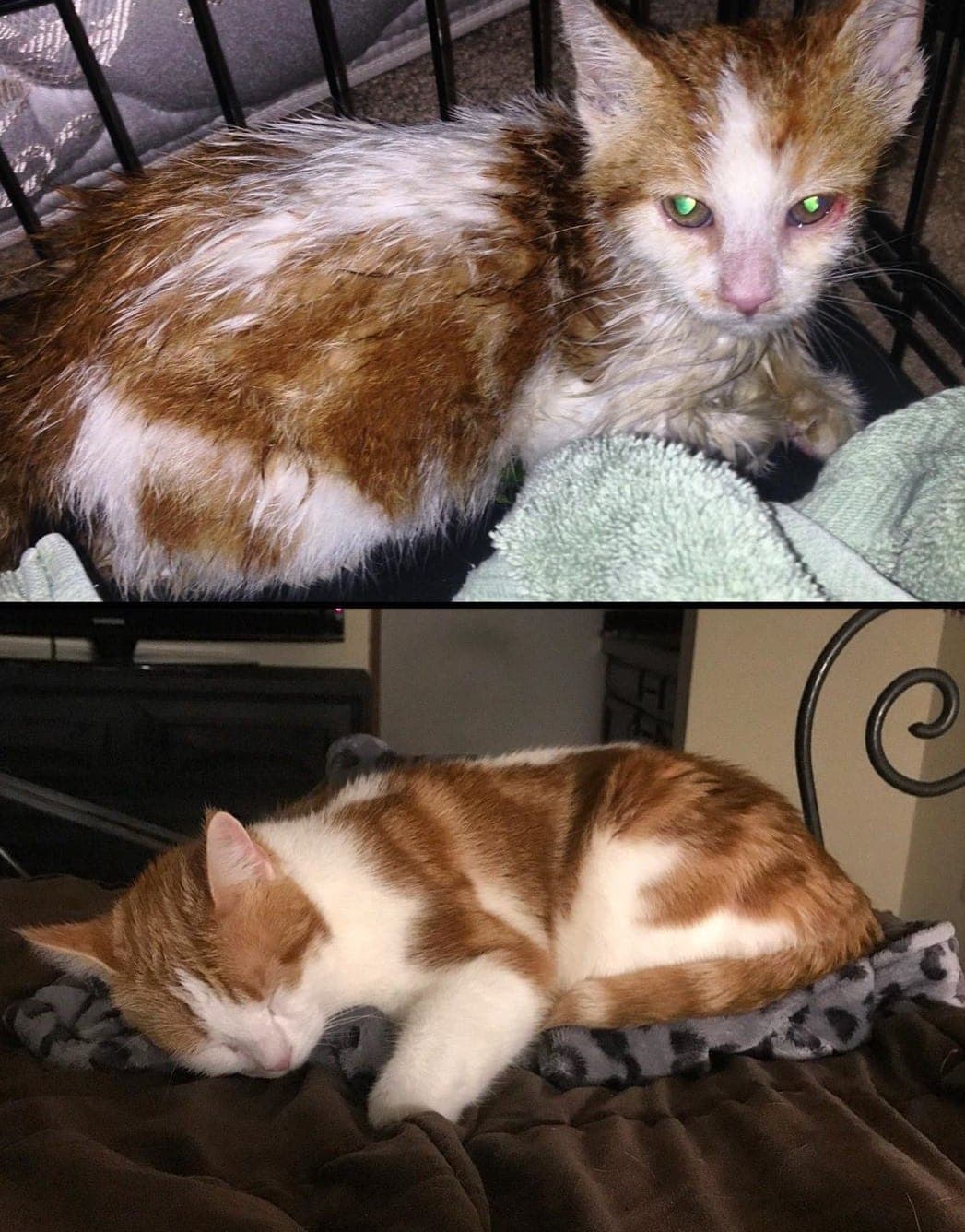 15 Examples Of How Cats Change When They Get A Loving Home