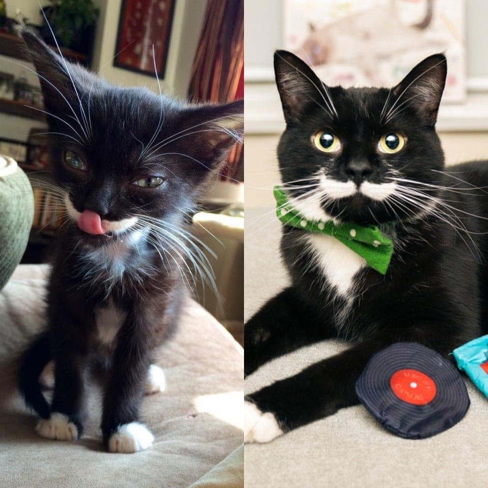 15 Examples Of How Cats Change When They Get A Loving Home