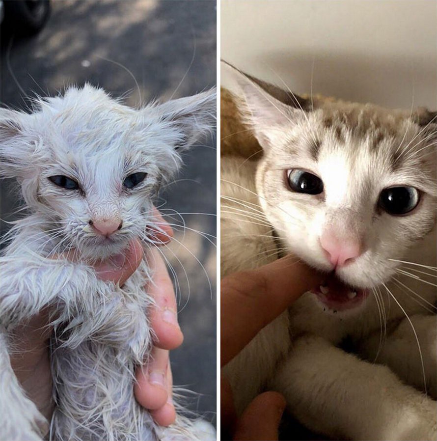 19 photos de chats avant et aprÃ¨s l'adoption qui prouvent que l'amour peut  tout changer !