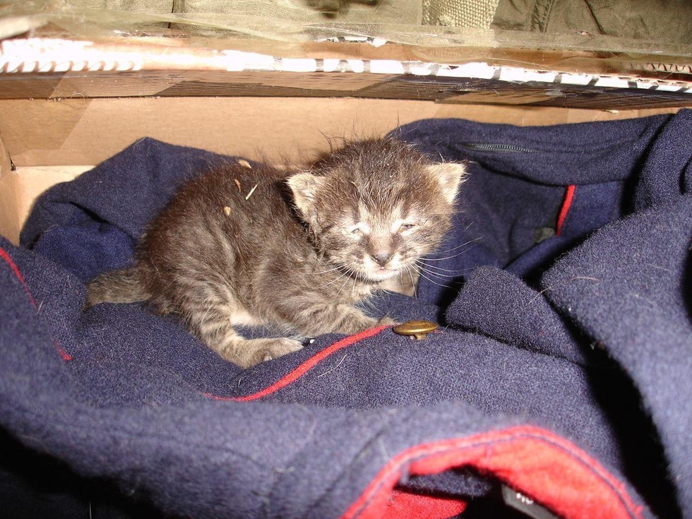 This Kitten Was Left To Freeze To Death In The Middle Of The Street