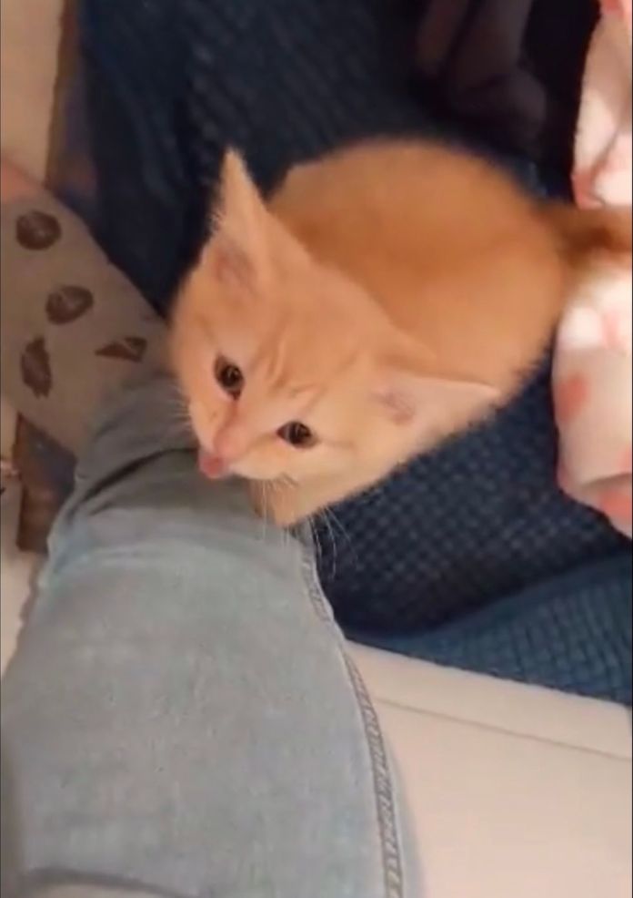 Робкий котёнок, спасённый от усыпления, просит, чтобы его всегда обнимали