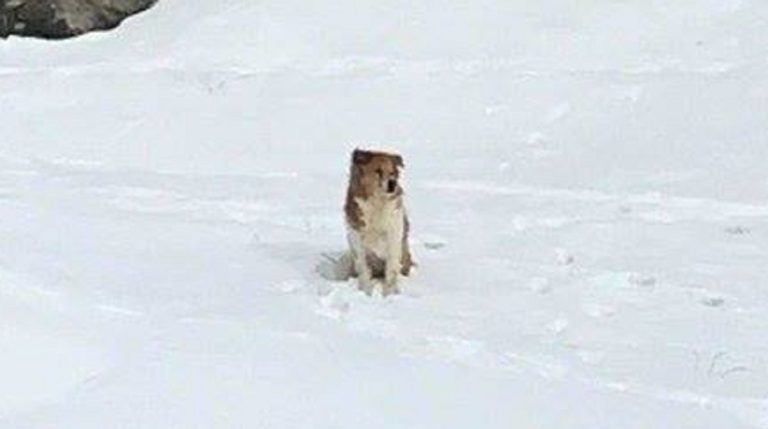 snow and dog