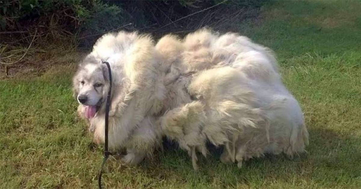 Они вытащили из грязи невероятно заросшего пса, срезали с него 16 кг шерсти  и теперь просто глаз не могут отвести | Пикабу