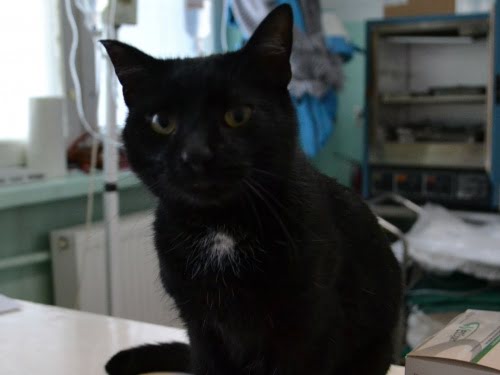 Istorie de bunătate și compasiune din partea unei pisici care a devenit asistent medical pentru alți patrupezi – Calatorul