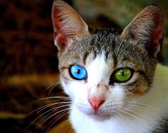 животные с разноцветными глазами, животные с разным цветом глаз, гетерохромия