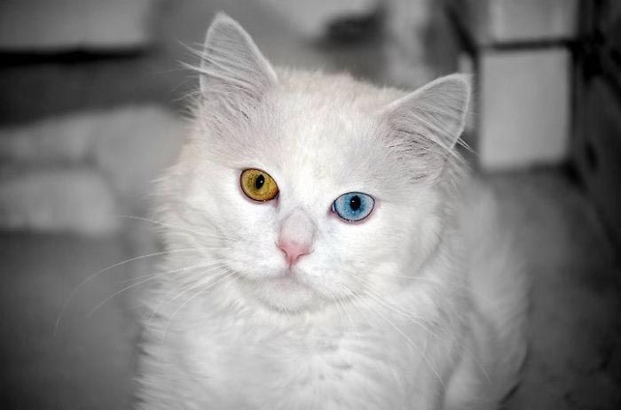 животные с разноцветными глазами, животные с разным цветом глаз, гетерохромия
