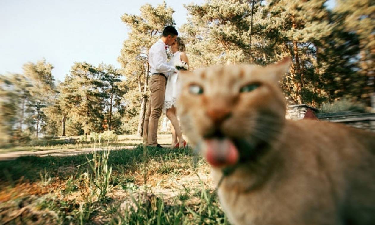 Viral: Σαράντα ξεκαρδιστικές στιγμές που εγωμανείς γάτες έκαναν photobomb  στην τέλεια φωτογραφία - Newsbomb