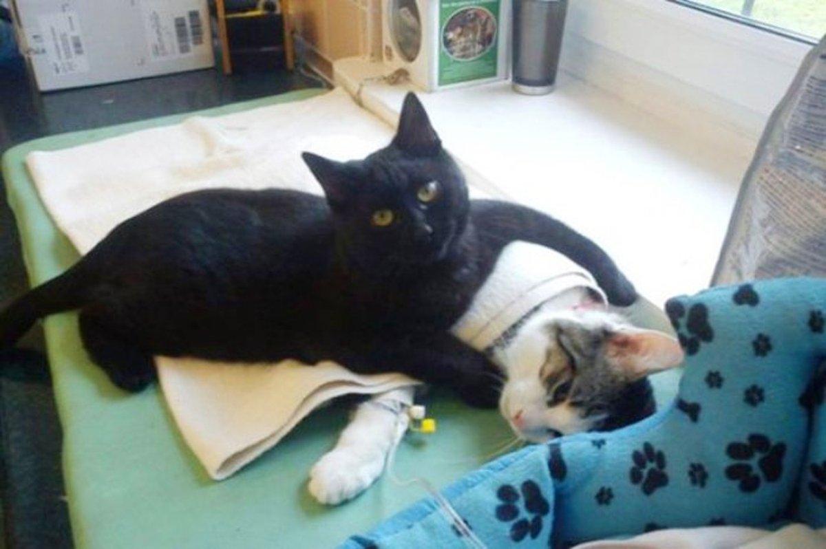 Hayvan Hastanesinde Yatan Arkadaşlarına Tek Tek Refakatçilik Yapan Kedi; Radamenes - onedio.com