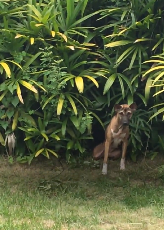 Лысая собака бродила возле храма, собирая объедки