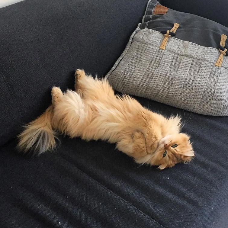 Смузи — пушистый комочек милоты, являющийся самой фотогеничной кошкой в мире