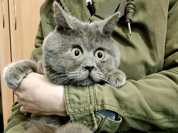 Вечно удивленный кот Федя из Ростовской области покорил соцсети - Росбалт