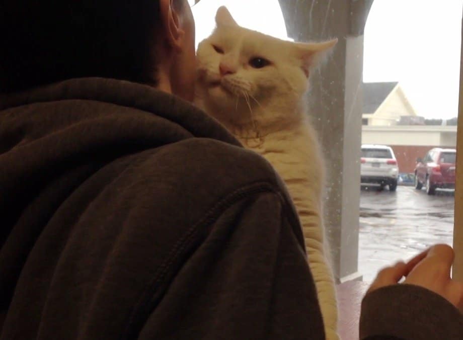 белый кот на плече