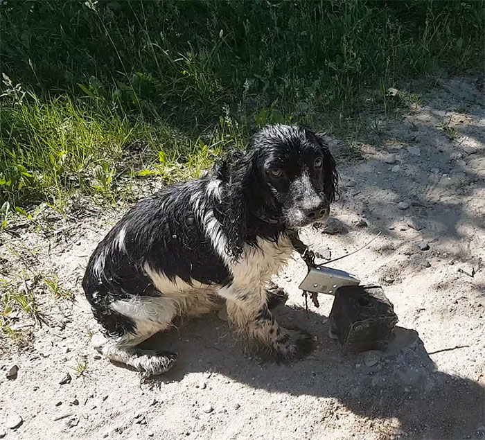 Женщина нашла мокрую собаку возле реки с грузом на шее, Одра Петрашкене