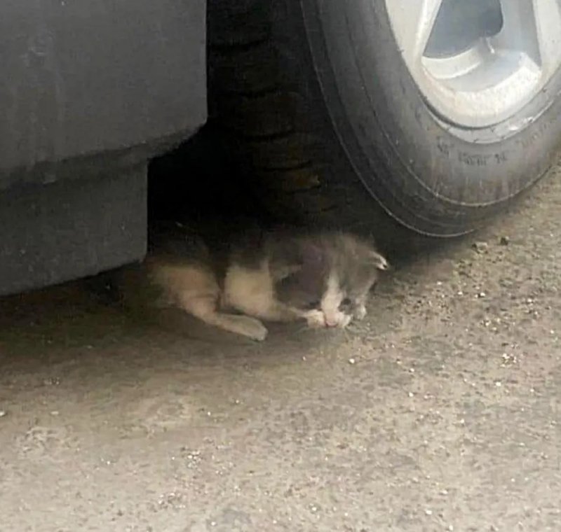 Поникший котенок с грустью смотрел на проходящих мимо людей