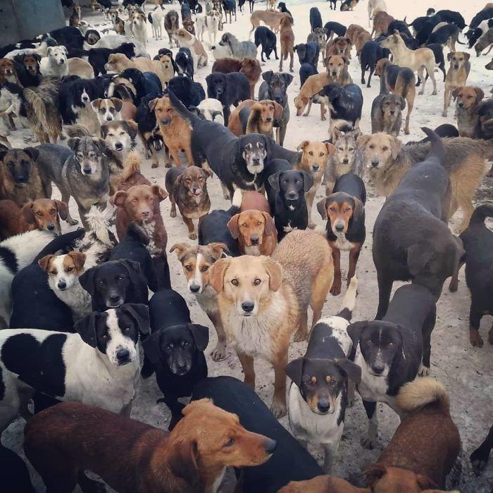 Житель Сербии спас более тысячи собак, но 750 приютских питомцев до сих пор дожидаются его