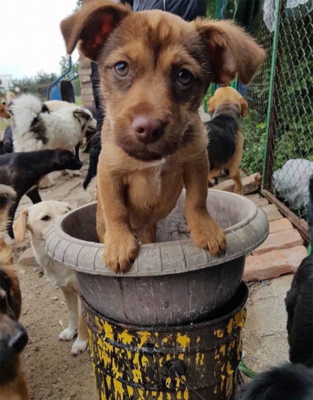 Житель Сербии спас более тысячи собак, но 750 приютских питомцев до сих пор дожидаются его