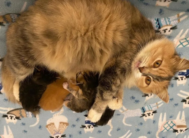Мать-кошка с необычной мордочкой изо всех сил согревала своих котят 