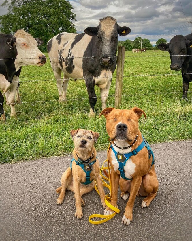 собаки и коровы