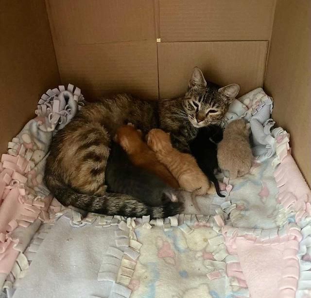 Мать-кошка изнывала от холода, но изо всех сил согревала своих малышей