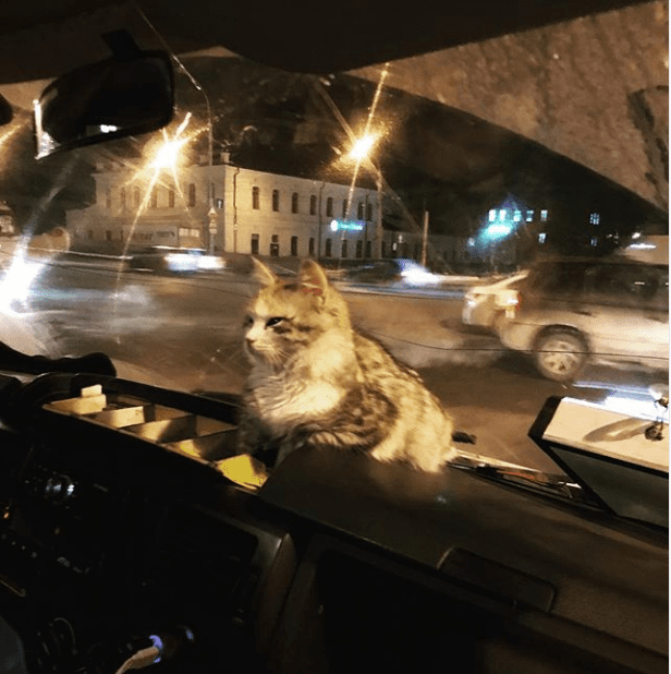 Замерзшая кошка запрыгнула в маршрутку. Водитель поступил как Человек.