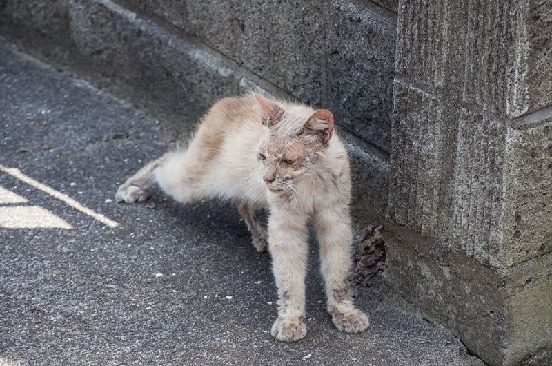 Мужчина взял облезлого кота с улицы - и тот превратился в красавца