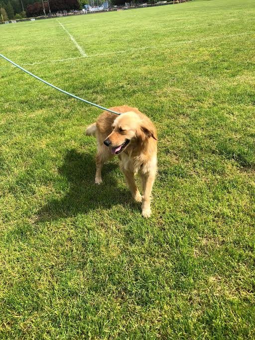 The Tragic Reason Why This Dog Carried A Piece Of Bread