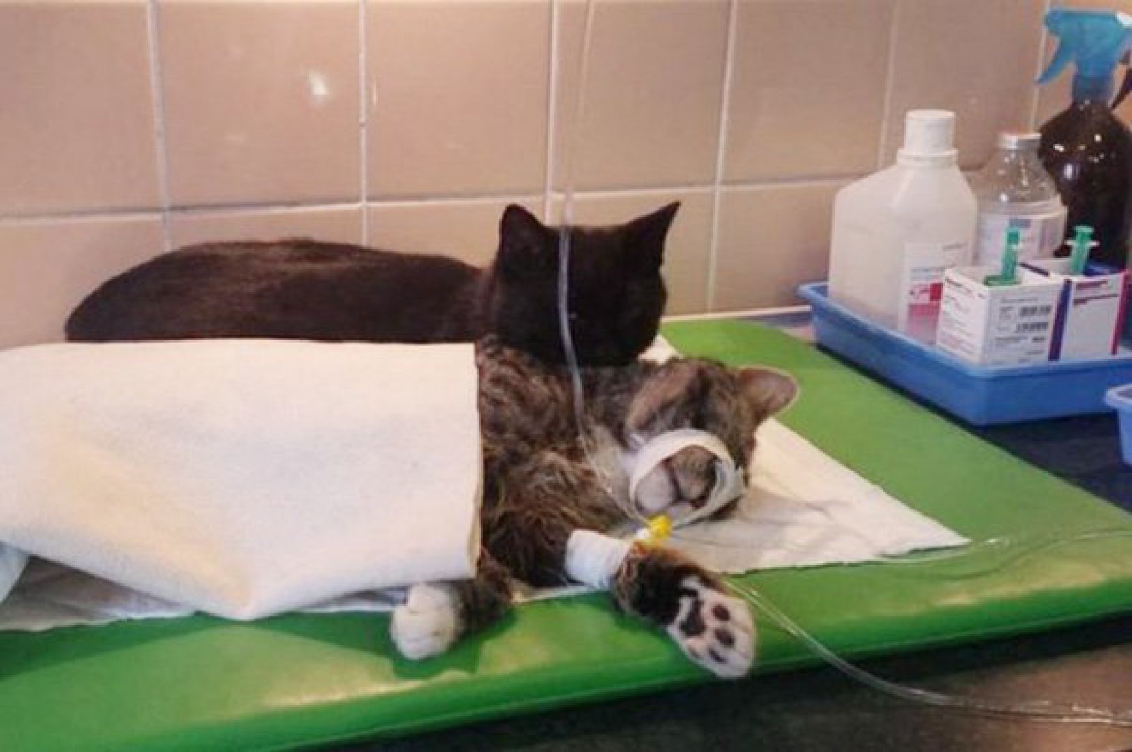Diaporama photo : Aux amoureux des chats, une belle histoire... |  Ordissinaute