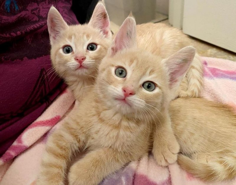 Четыре брата-котенка смотрели на прохожих умоляющими глазами