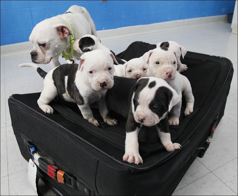 A-litter-of-puppies-and-their-mother-1