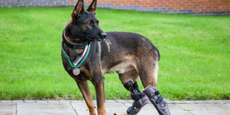 Собака-герой с протезами выжила в Афганистане и удостоена самой высокой звериной чести