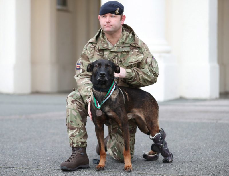 Собака-герой с протезами выжила в Афганистане и удостоена самой высокой звериной чести