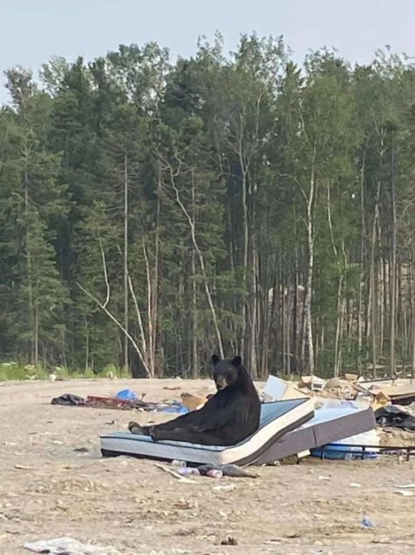 Медведь на свалке нашел отличный матрас и устроил себе на нем полный релакс
