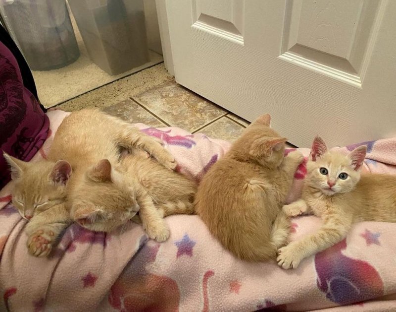 Четыре брата-котенка смотрели на прохожих умоляющими глазами