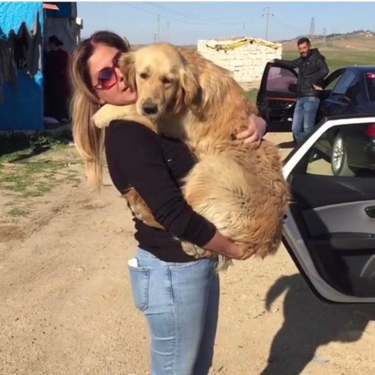 Dog Found On Streets of Turkey With Nothing But Bread Gets New Home - PawSoCute
