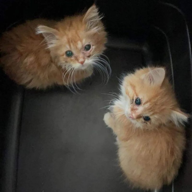 Котята-близнецы пытались найти на улице хоть какие-то объедки