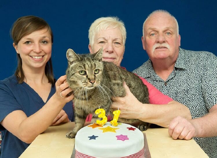 Самому самому коту в мире исполнился 31 год