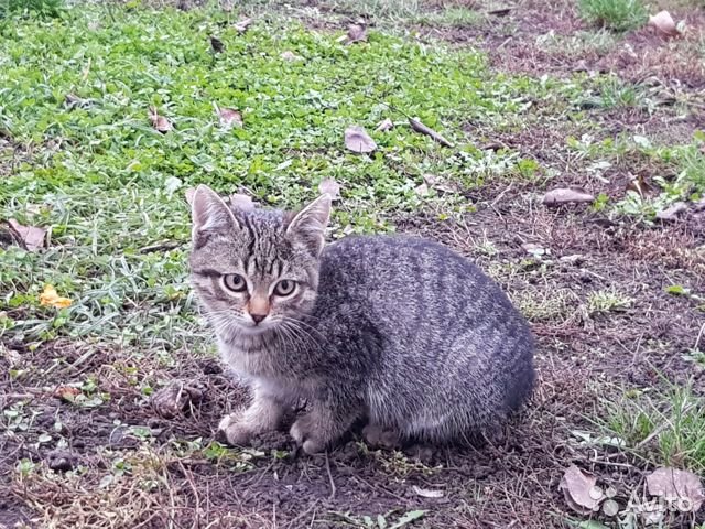 Деревенский котяра нашел птенца лебедя и притащил к одиноким пенсионерам, которые и выходили и спасли его