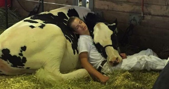 Мальчик устал на ярмарке и заснул со своей коровой. Это и сделало их знаменитостями Сети