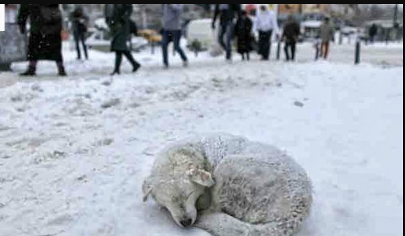 Бессовестные хозяева оставили собаку за городом в лютый мороз. Но малышке повезло, она обрела новый дом и любящих хозяев