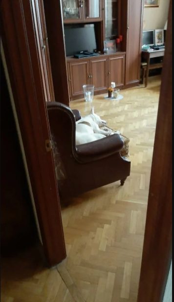 Бессовестные хозяева оставили собаку за городом в лютый мороз. Но малышке повезло, она обрела новый дом и любящих хозяев
