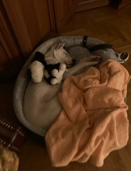 Бессовестные хозяева оставили собаку за городом в лютый мороз. Но малышке повезло, она обрела новый дом и любящих хозяев