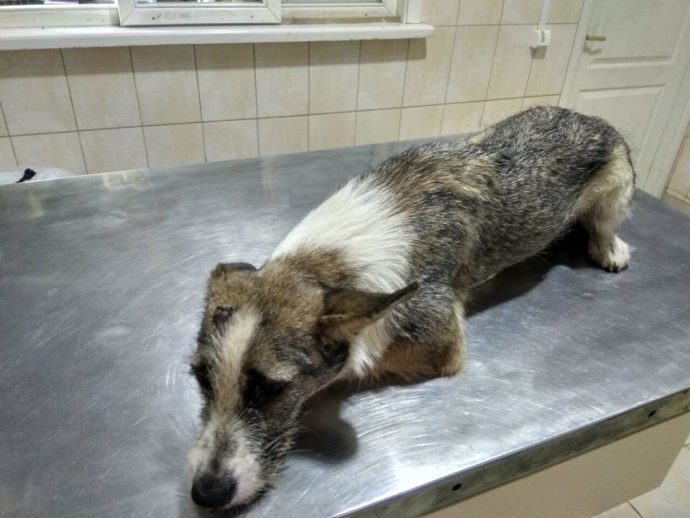 О Вере, против которой болезнь оказалась бессильна рис 4