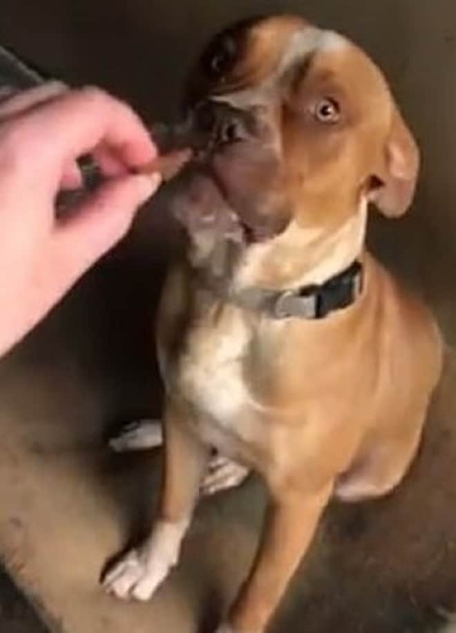 Собаку кормят 
